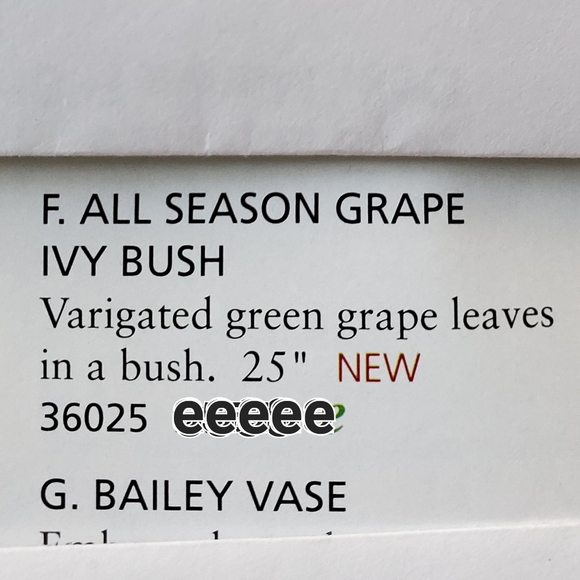 All Season Grape Ivy bush NEW goes w/everything Home Interiors - Picture 3 of 13